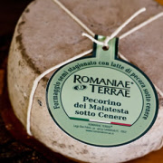 romaniaepecorinocenere