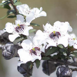 Manuka Honey - Manuka flowers.